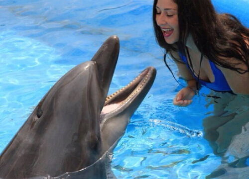 Dolphinarium